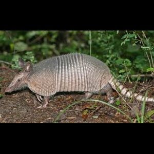 Meet your Posher, Don